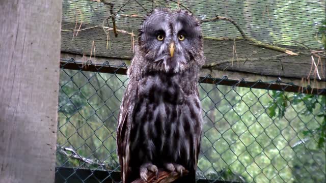 Great Gray Owl.