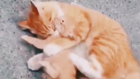 Cat mom save her kitten from dog