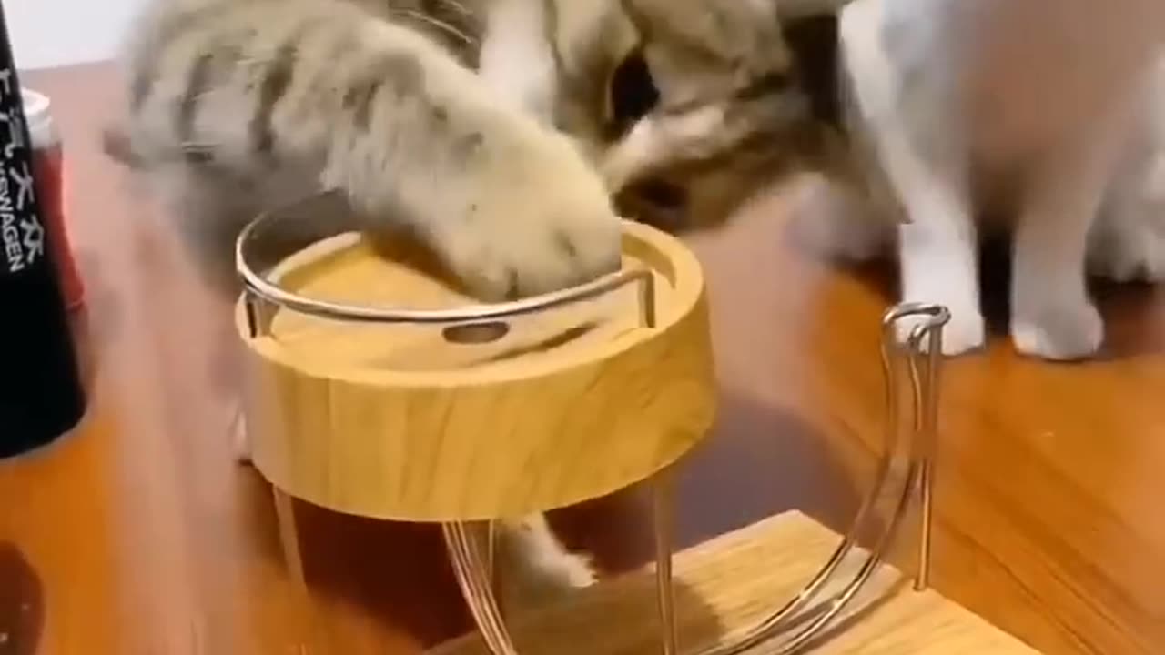 funny and cute cats