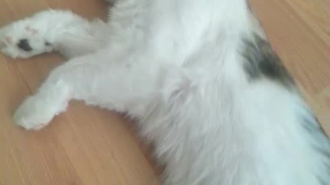 White cat asleep getting dragged by owner