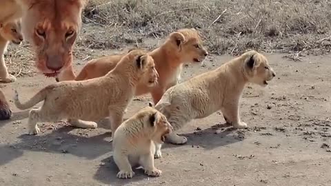 moms love #Cute baby lion 2