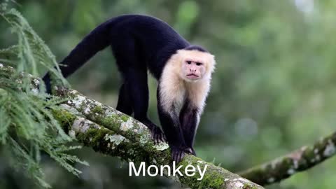 Zoo Animals for Kids in English | Learn Zoo Creature Names