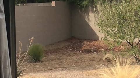 Coyote Trapped in Backyard