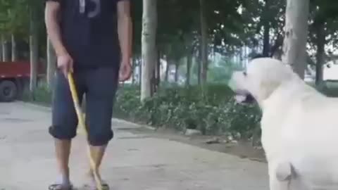 See how a dog saved the life of a blind man