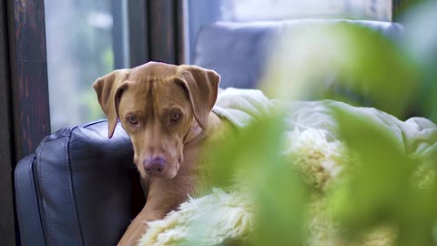 Cute dog laying and feel cold