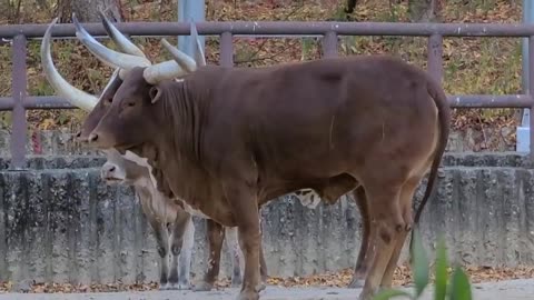 Cow with very large horns