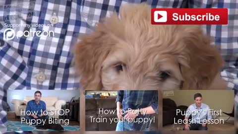 3 Easy Things to Teach your NEW PUPPY This Is For You.!