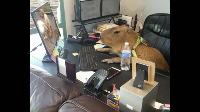 Capybara Watching a Pelican Eat a Capybara