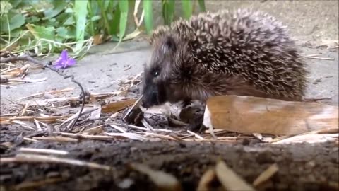 Cute Little Hedgehogs Compilation _ TRY NOT TO AWW!!