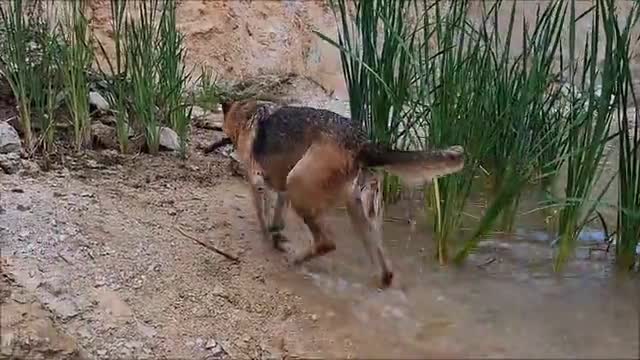 Video Of Man Playing With His Dogs