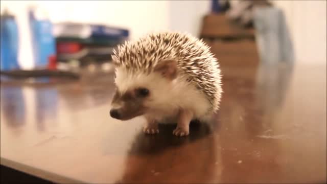 Cute Little Hedgehogs