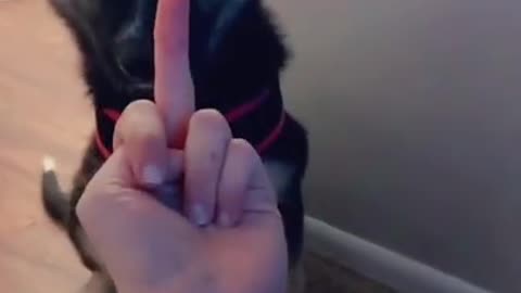 Tik Tok : When dogs respect themselves 😎