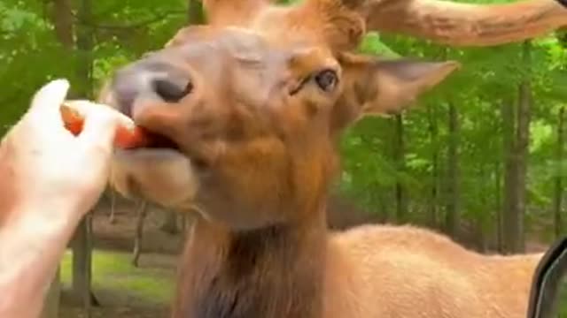 Animal funny video