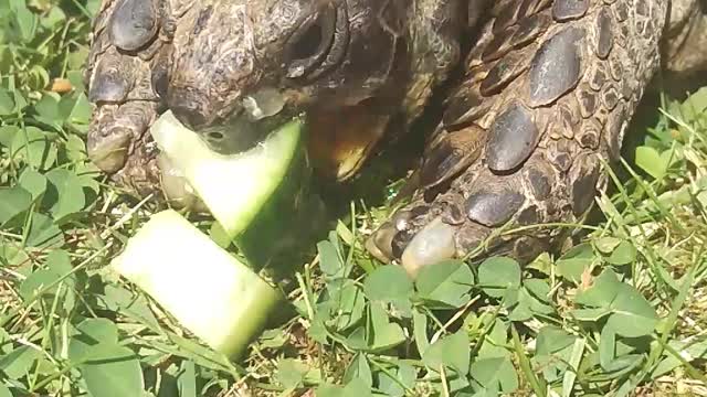 Toffee Eats More Cucumber!