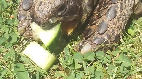 Toffee Eats More Cucumber!