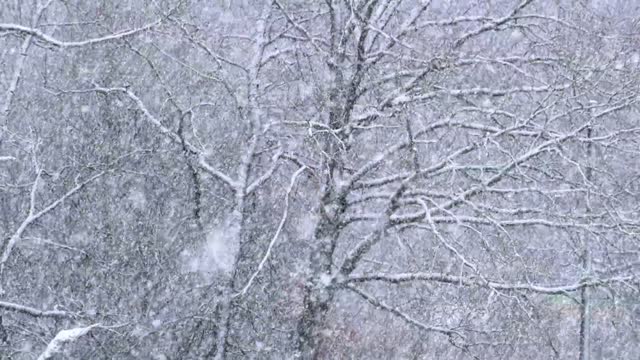 Winter Storm Ambience with Icy Howling Wind Sounds for Sleeping, Relaxing and Studying Background.