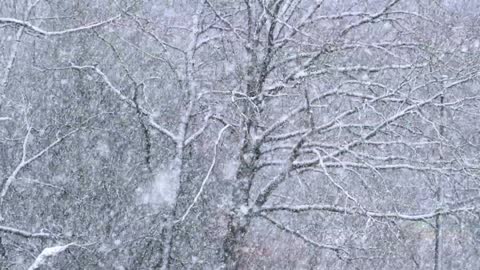 Winter Storm Ambience with Icy Howling Wind Sounds for Sleeping, Relaxing and Studying Background.