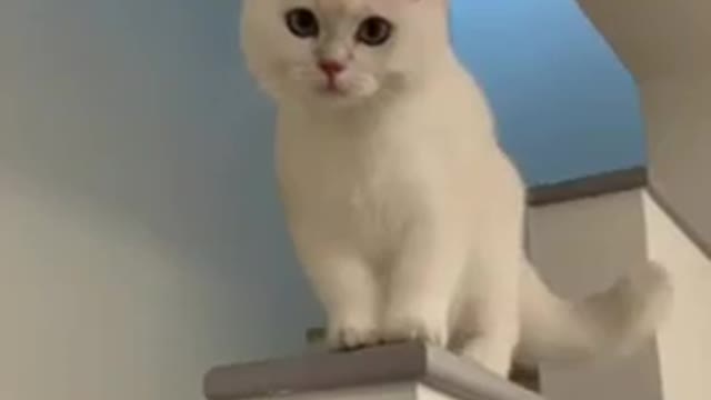 Laughing cat 😸 😸 videos