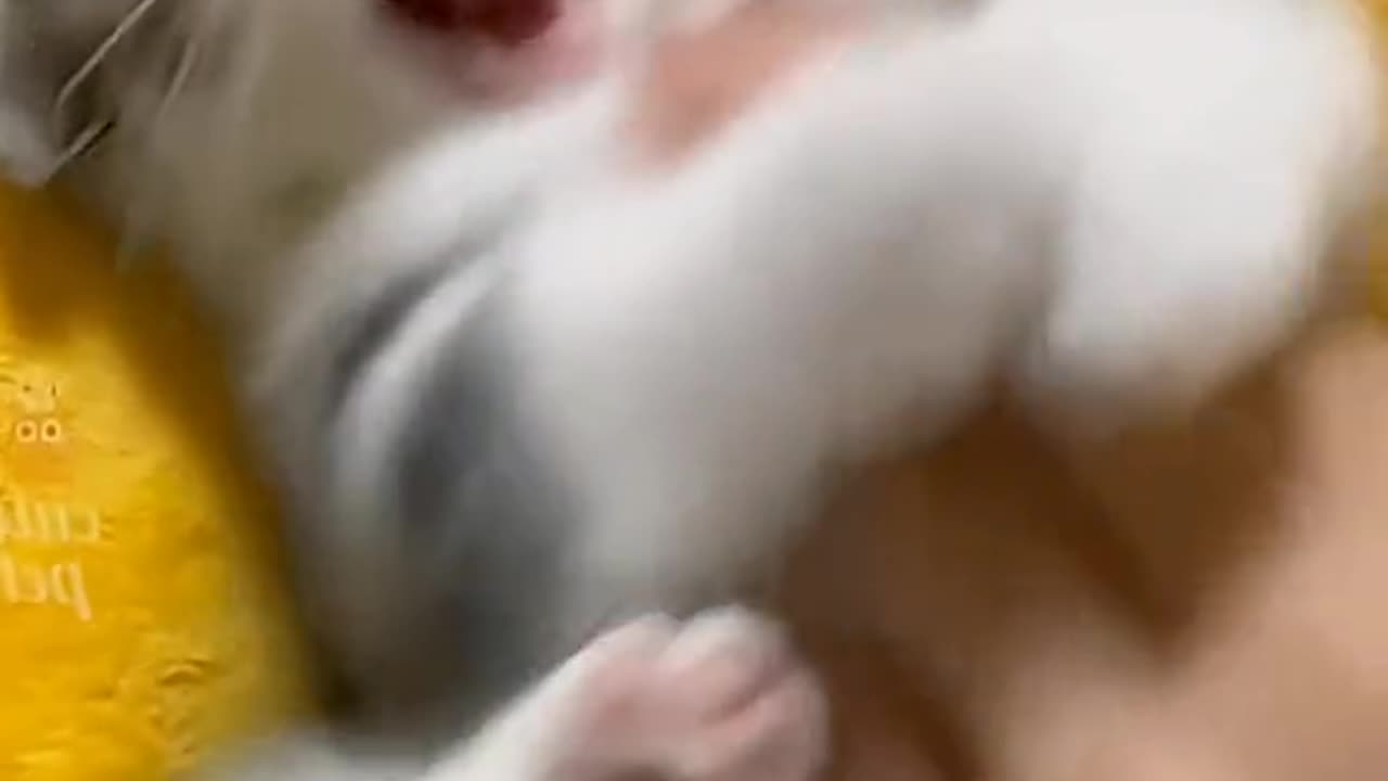 Funny Animals