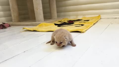 Mom cat carries kitten Meow to dad cat so that he takes care of him