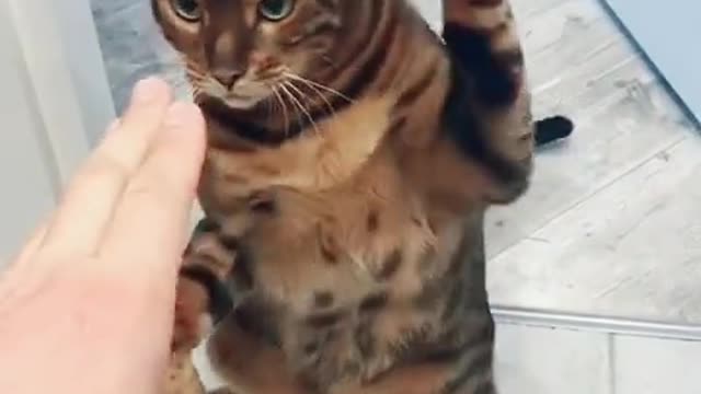 Angry cat