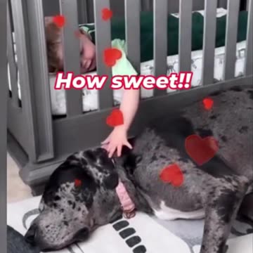 The Cutest Dog & Baby Moments Ever!