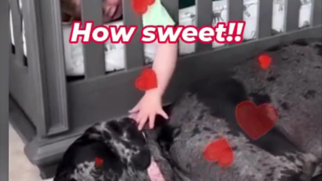 The Cutest Dog & Baby Moments Ever!