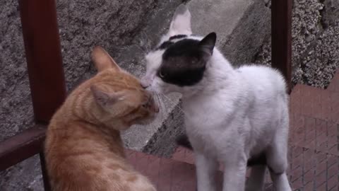 Viral and Funny Cat Moments