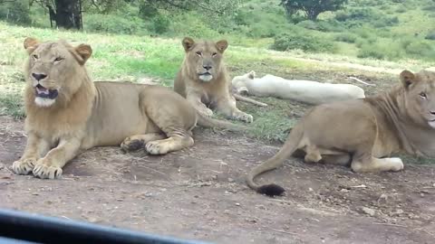 Lion Opens Car Door