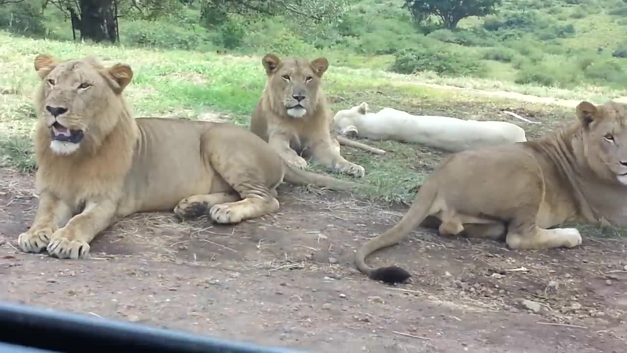 Lion Opens Car Door