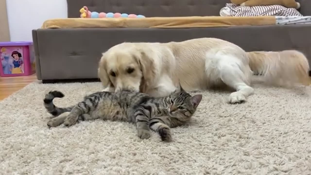 What does a Golden Retriever do when a Cat Ignores Him