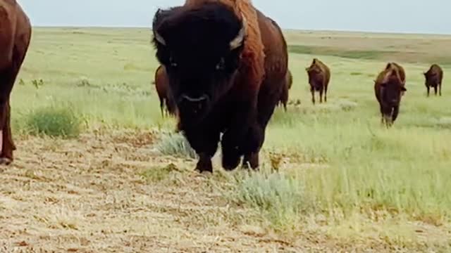 There are many such cattle living in this prairie, and each one is so strong