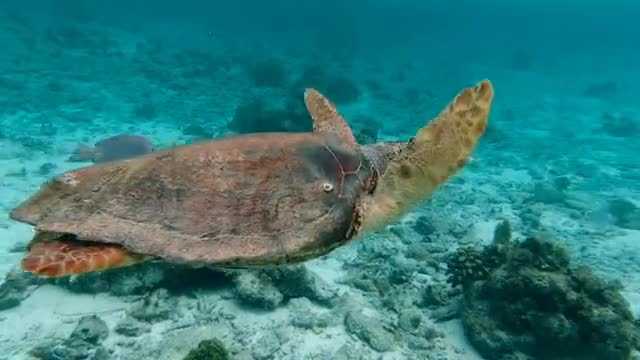 Turtle in Ocean