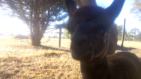 Say Hi to our Baby Alpaca named Chewbacca