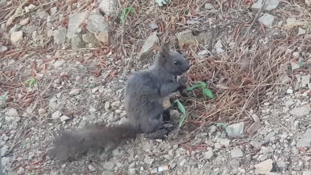 I found a squirrel that eats cutely.