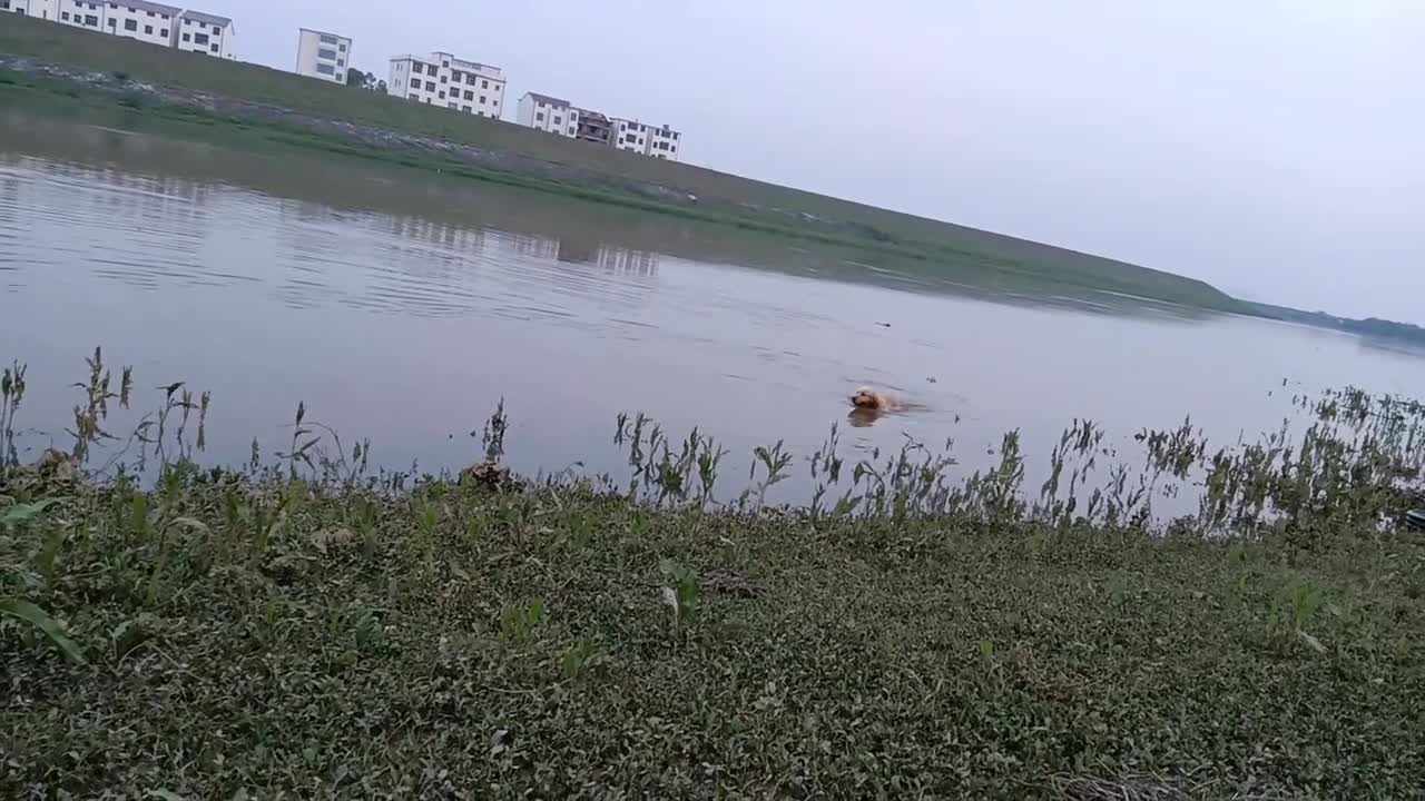 It's great that dogs can swim