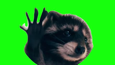 Raccoon Dancing in a Circle | Green Screen