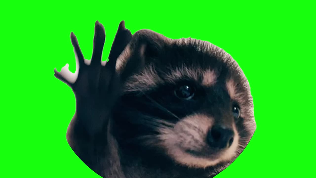 Raccoon Dancing in a Circle | Green Screen