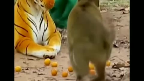 Lion Vs monkey