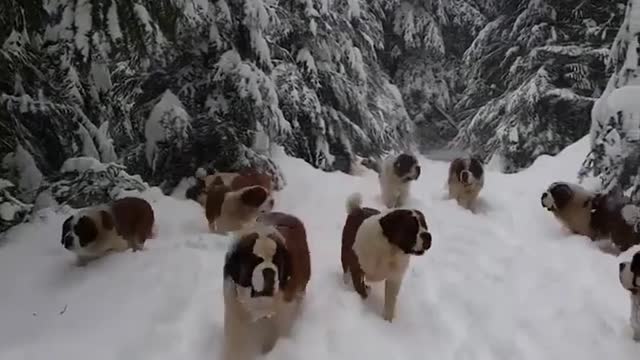 snow dogs