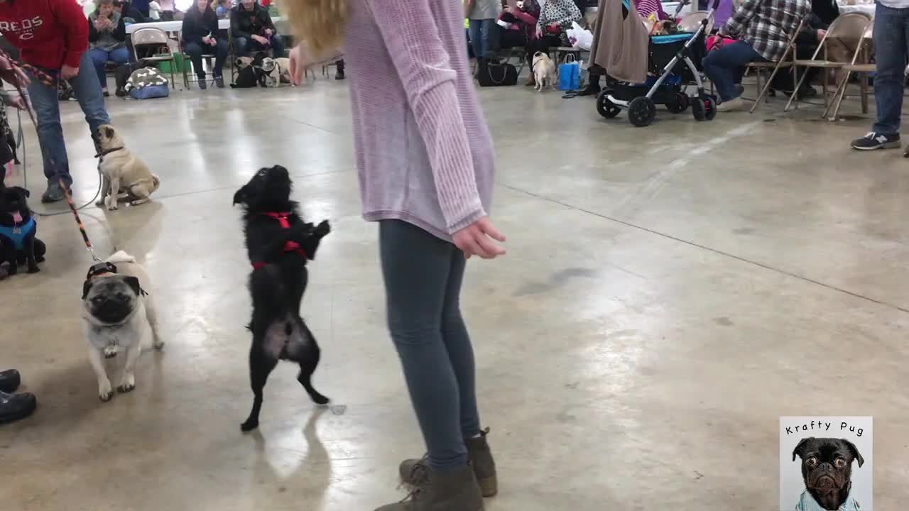 Funny Dancing Pug - Try Not To Laugh