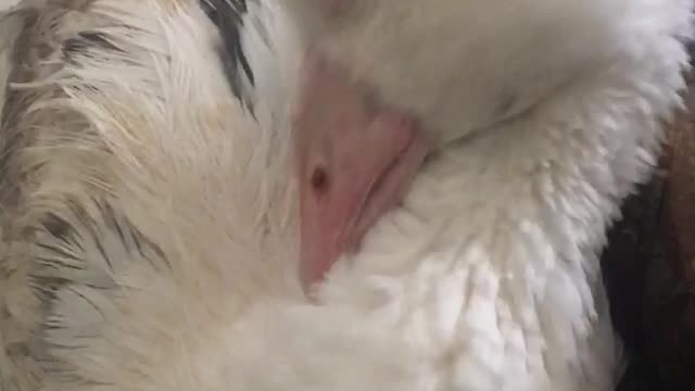 Ernie my special needs goose cleans his feathers