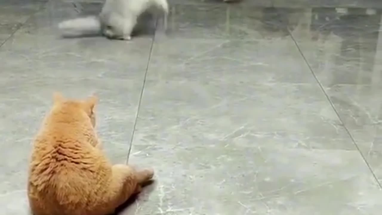 Cats Practice Playing Ball