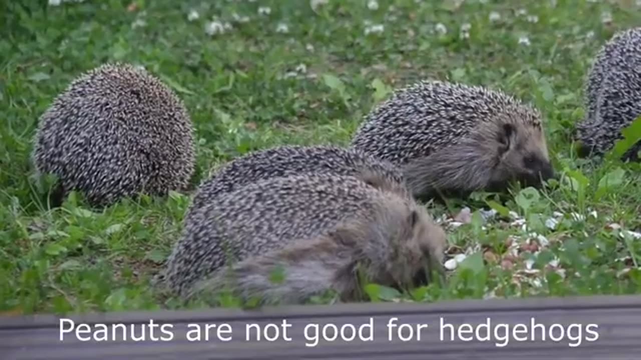 THINGS YOU NEED TO KNOW ABOUT HEDGEHOGS !!!!