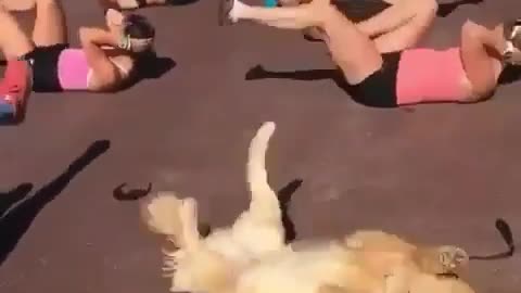 Paws-itive Fitness: Funniest Dog Workout on the Beach - Follow Along!