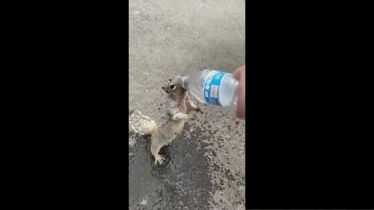 Very Thirsty Squirrel - A Squirrel asking for water to a stranger