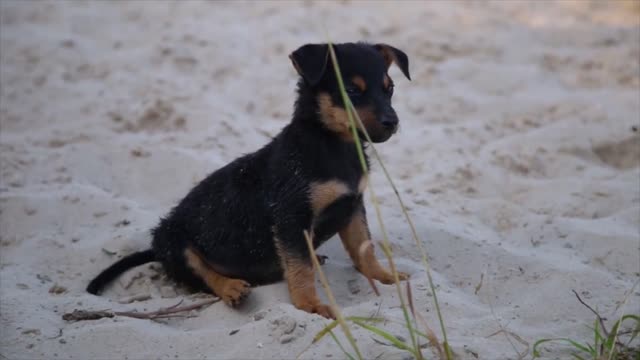 Cute puppy on wet beach sand looking into camera