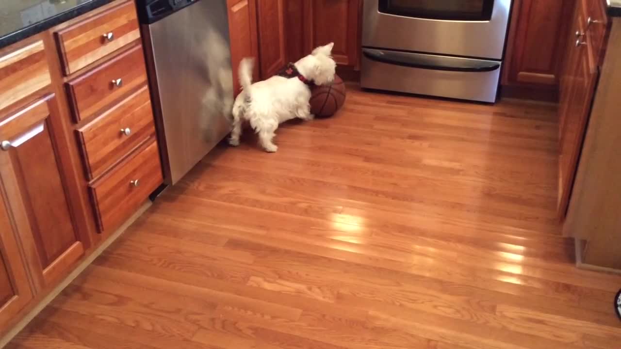 Sports-loving dog combines soccer and basketball