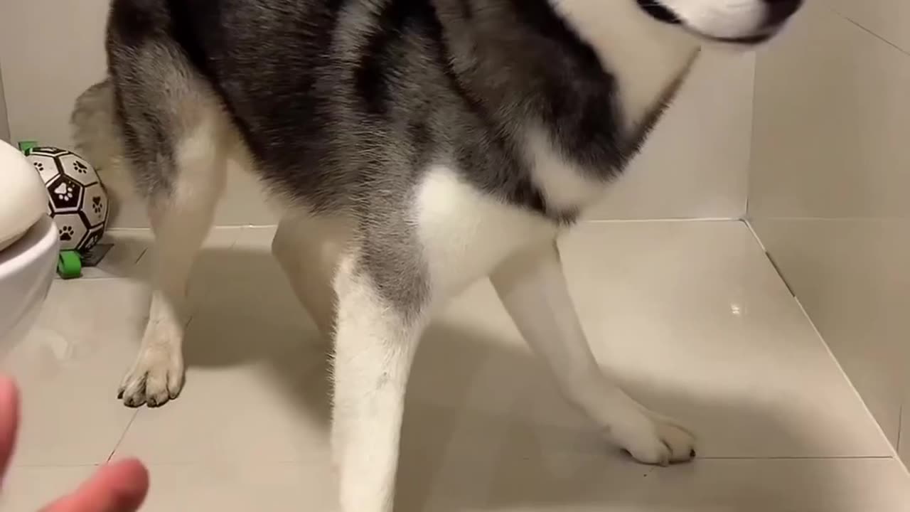 "Husky's Hilarious Arrow Reaction: You Won't Believe What Happens Next!"