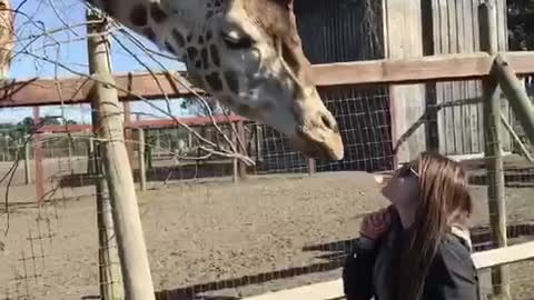 Video of man and woman feeding giraffe with their mouths